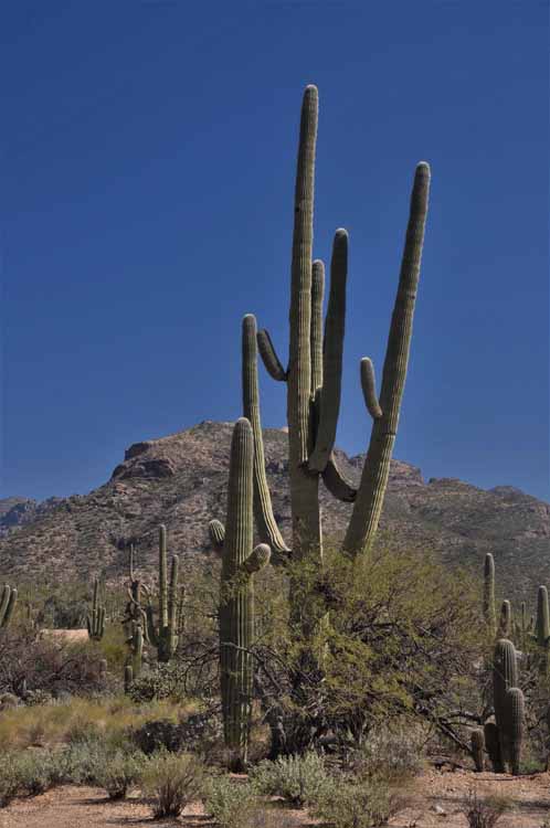 saguaro
